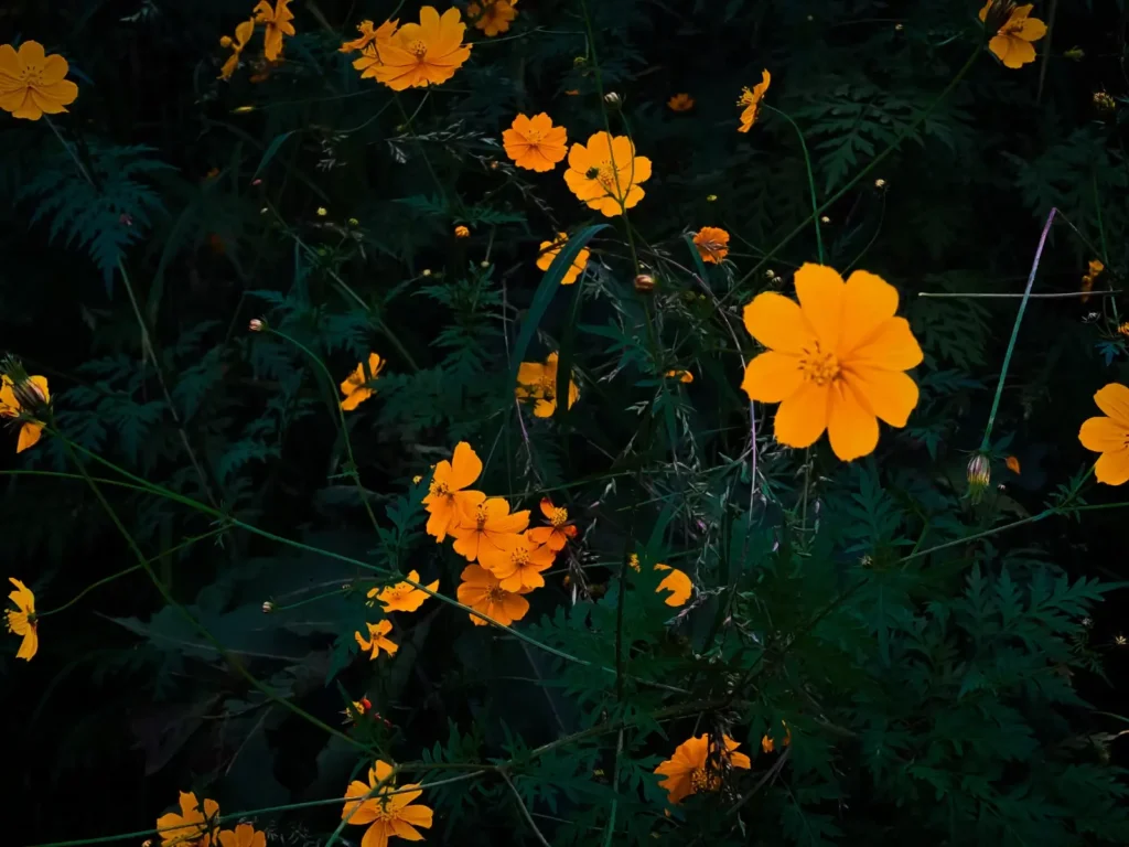 Sinhagad Fort Flower