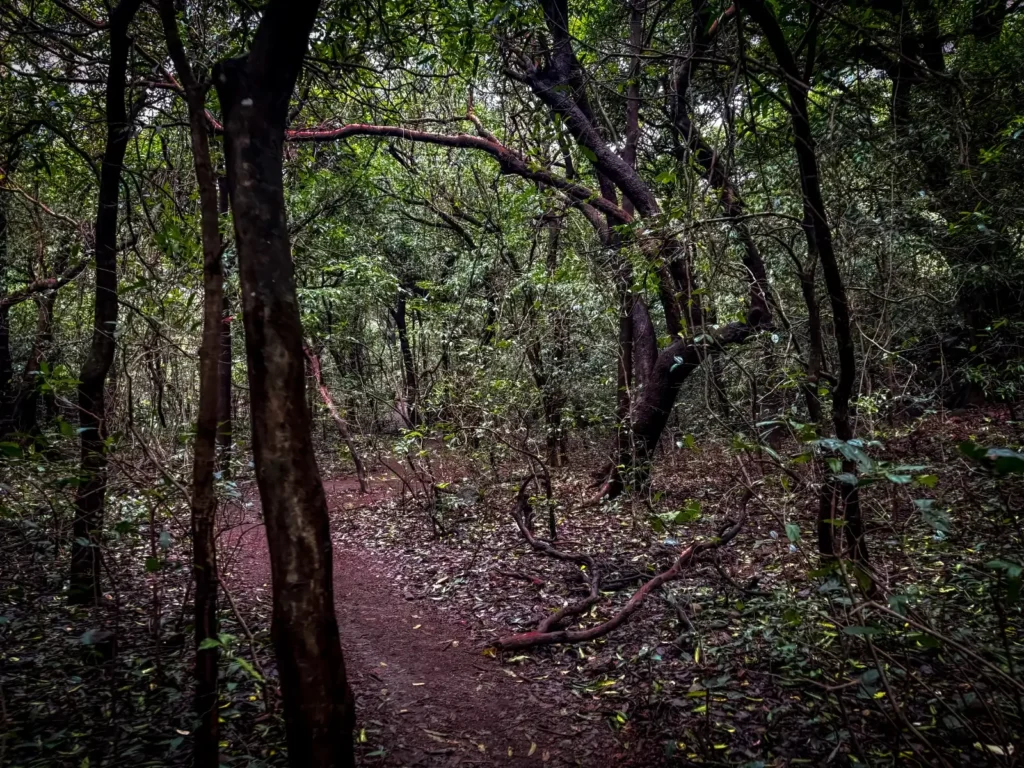 Deep Forest of Aadrai