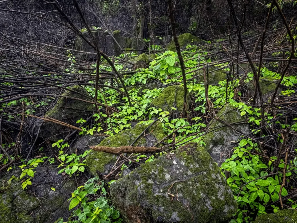 Flora and Fauna in Aadrai Jungle