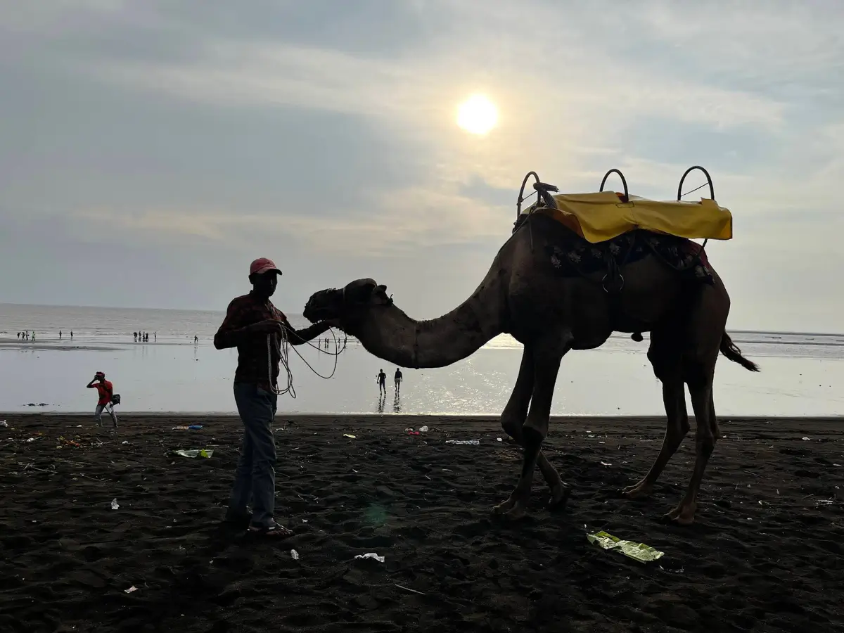 Camel Ride at Arnala Beach near Mumbai