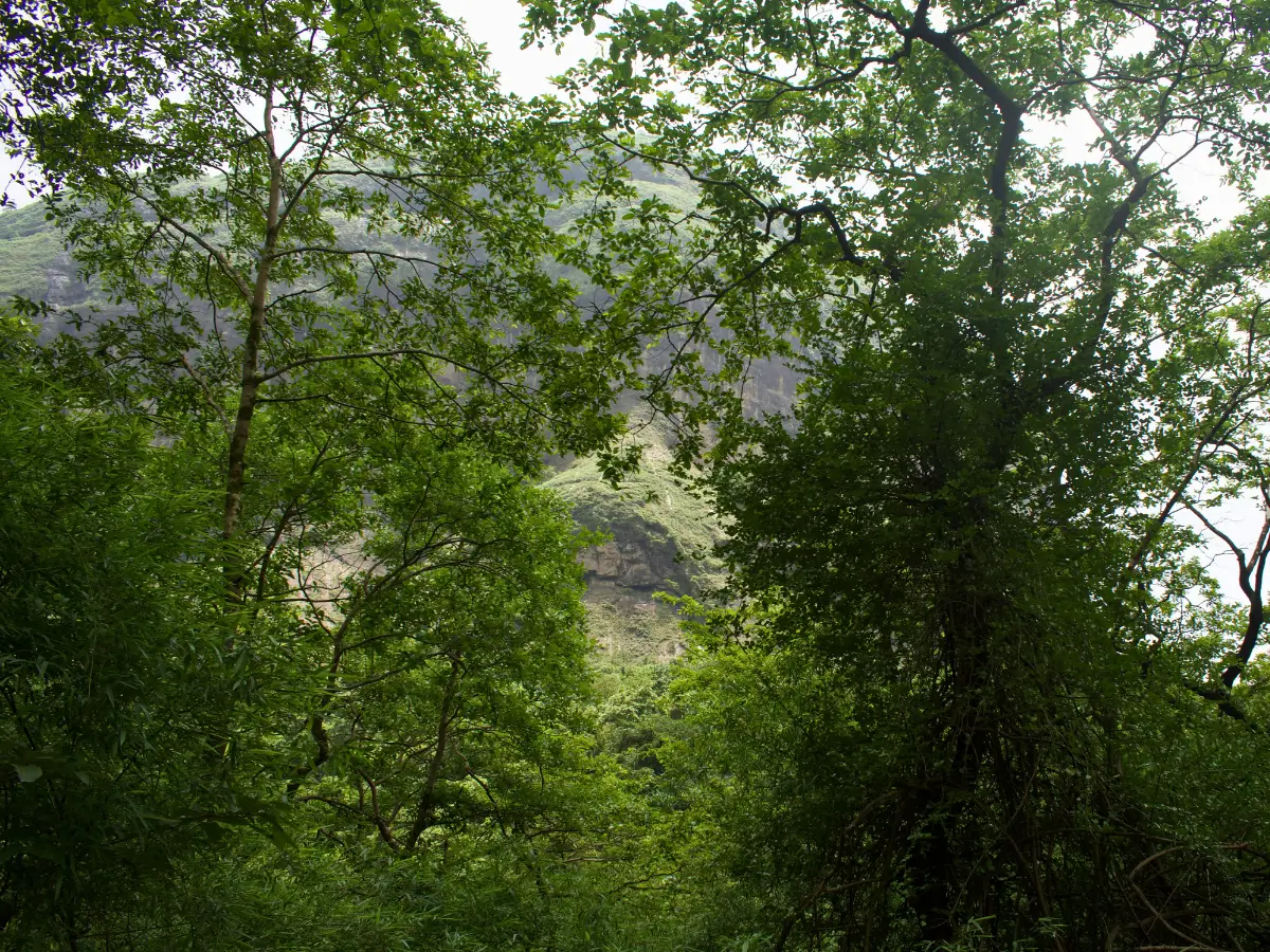 Devkund Waterfall Trek Dense Forest